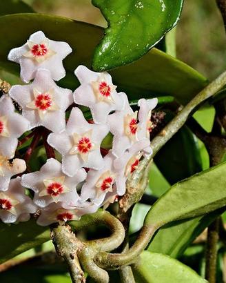 Hoya carnosa (fiori di cera)