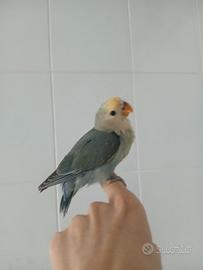 Inseparabile Roseicollis allevato a mano