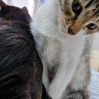 Due Gattine di appena 3 mesi