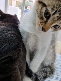 Due Gattine di appena 3 mesi