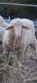 Pecore comisane
