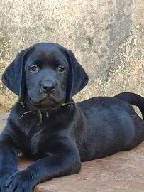 Cucciolo Labrador retriever