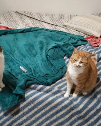 Mici di sei anni da adottare