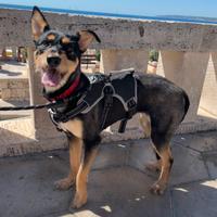 Kira, dolce e affettuosa cagnolina