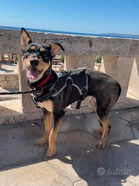 Kira, dolce e affettuosa cagnolina