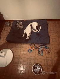 Pitbull cucciolo con regali
