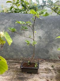 Bonsai di faggio spedizione gratuita