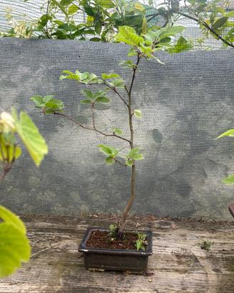 Bonsai di faggio spedizione gratuita