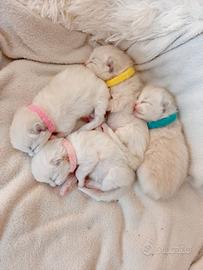 Ragdoll con pedigree