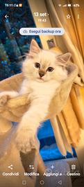 Cucciolo Ragdoll