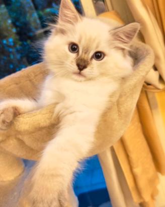 Cucciolo Ragdoll