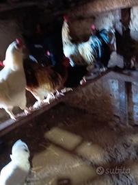 Galli e galline nanne