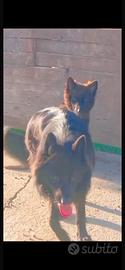 Cucciole di pastore tedesco total black