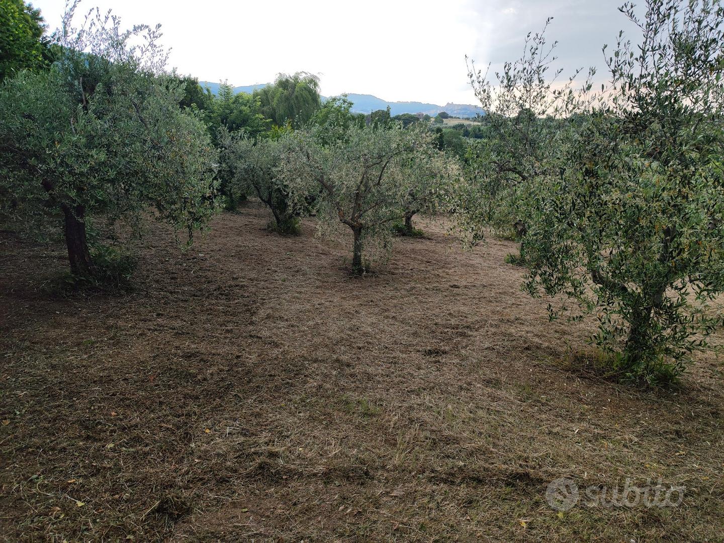 Terreno agricolo - Vista 4