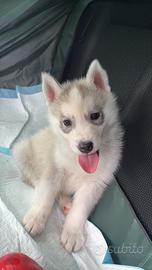 Husky Siberiano