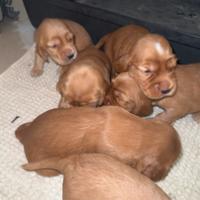 Cuccioli cocker spaniel