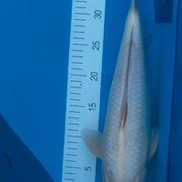 Carpe koi { Tancho, +-41cm} koi farm ISA