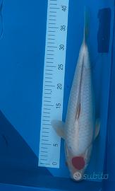 Carpe koi { Tancho, +-41cm} koi farm ISA