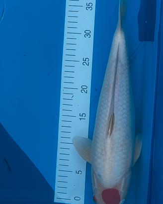 Carpe koi { Tancho, +-41cm} koi farm ISA