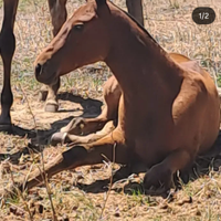 Puledro p.r.e 7 mesi