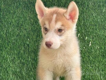 Husky