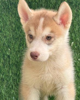 Husky