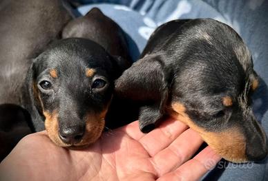 Cuccioli bassotti maschi nero