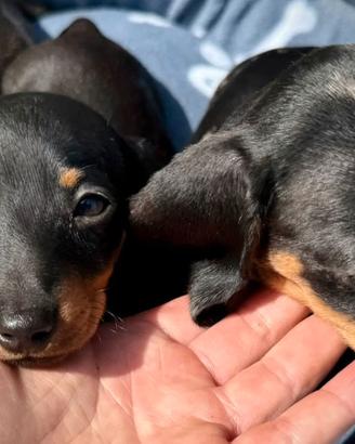 Cuccioli bassotti maschi nero