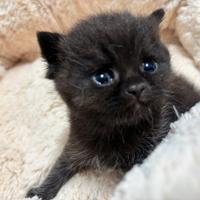 British shorthair chocolate