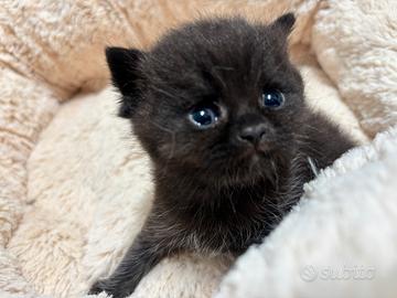 British shorthair chocolate