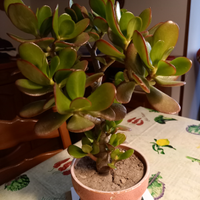 Crassula Ovata