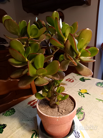 Crassula Ovata