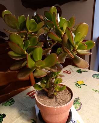 Crassula Ovata