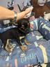 chihuahua-micro-cuccioli-m