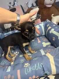 Chihuahua micro cuccioli M