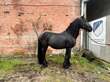 Cavallo