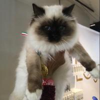 Gatti Sacro di Birmania