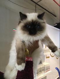 Gatti Sacro di Birmania