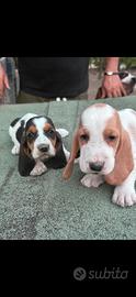 Basset hound