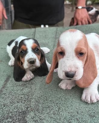 Basset hound