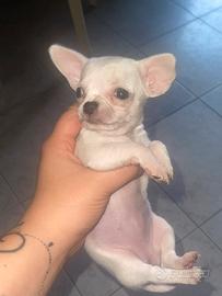 Chihuahua toy
