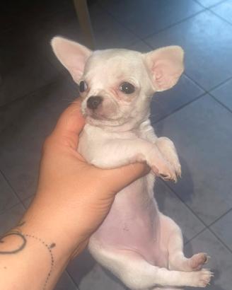 Chihuahua toy