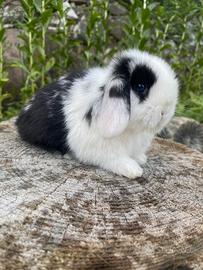 Conigli minilop e ariete nano