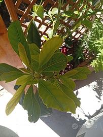 Alberi avocado e mandarino 