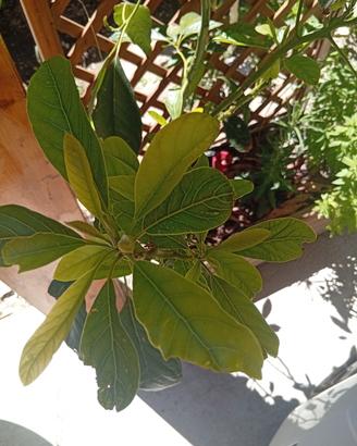 Alberi avocado e mandarino 