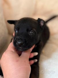 Pastore belga malinois
