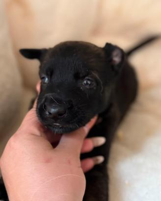 Pastore belga malinois