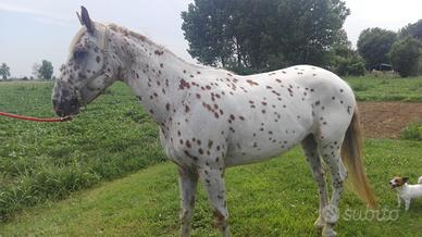 Cavallo