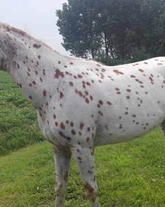 Cavallo