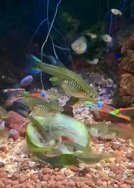 Femmine di Endler Blak Bar 1